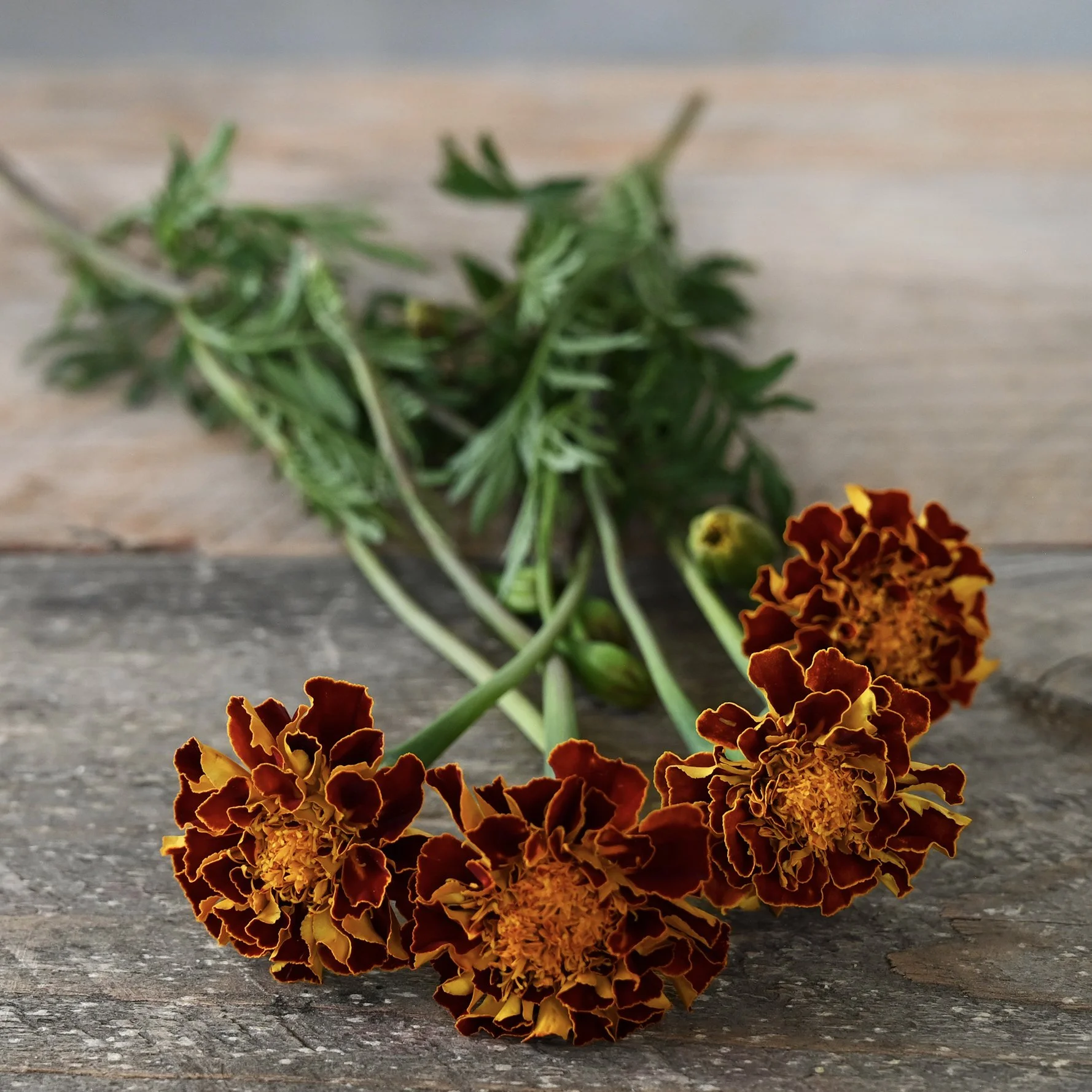 Marigolds: 4 Pack — Farm & Folk